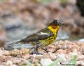 _B248391 cape may warbler